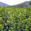 2021年新茶 500克 安徽黄山毛峰 茶叶浓香型高山绿茶 