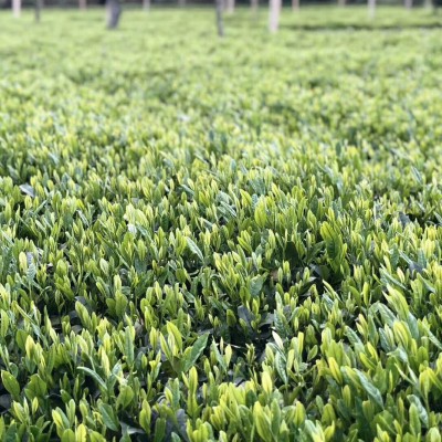 农家春茶绿茶自产自销