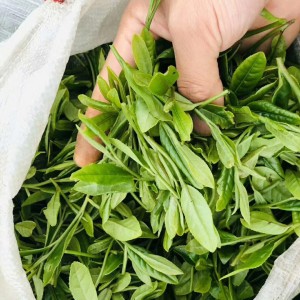 农家春茶绿茶自产自销