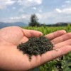 2021年春茶绿茶高山茶新茶春茶自产自销