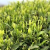 2021年春茶绿茶高山茶新茶春茶自产自销