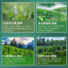 贵州高原绿茶雪里香珠有机茶叶欧标茶宝石茶叶2023新茶浓香型礼盒