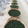 贵州凤冈锌硒茶，特价云雾绿茶77一斤