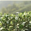 高山云雾 绿茶