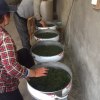 日照绿茶，2022年自家茶园手工炒制，原产地直供，500g耐冲泡优点