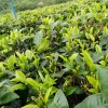 夏茶2022正宗广东英德红茶 英红九号茶叶包邮（500克）一斤100元