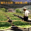 2021漳平水仙茶浓香型乌龙茶 500g包邮
