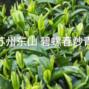 苏州东山特级炒青自产自销，品质保证两包500g